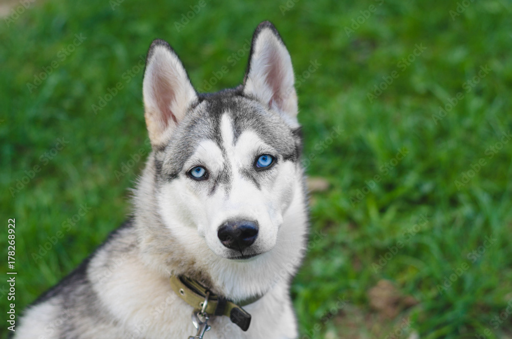 Cute siberian husky lying on green grass Cute siberian husky lying on green grass