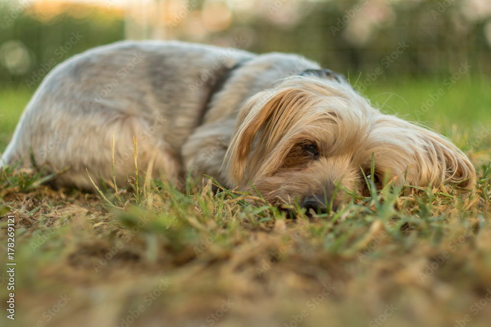 Beautiful dog rests lying down on the green grass. Doggie In the warm sun of sunset. orange colors and pleasant atmosphere with calm and tranquility Beautiful dog rests lying down on the green grass. Doggie In the warm sun of sunset. orange colors and pleasant atmosphere with calm and tranquility