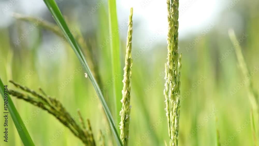 Close up of the beautiful rice plants in gorgeous paddy field on organic farm.
Close up of the beautiful rice plants in gorgeous paddy field on organic farm.