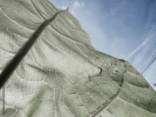 edited leaf in the sun