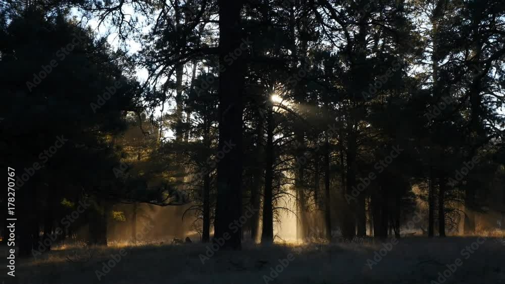 Tracking shot of sun rays beaming through forest trees Tracking shot of sun rays beaming through forest trees
