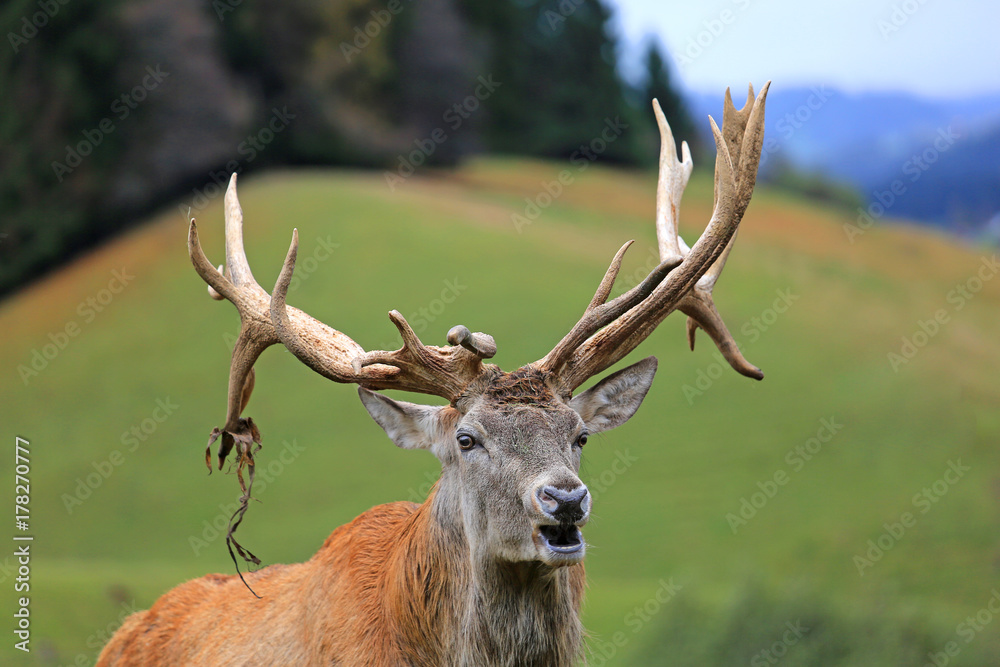 Fototapeta premium Hirsch - Brunft - stolz - Herbst - Alpen - Allgäu - Rotwild - Geweih