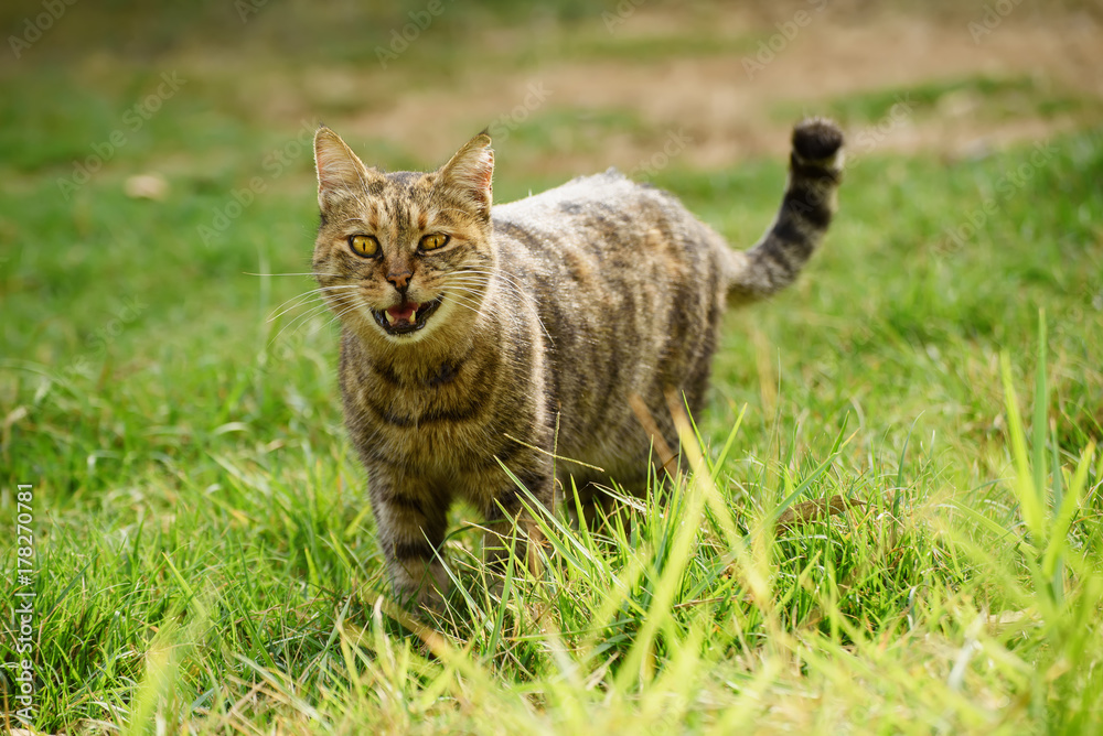 Funny tabby domestic cat walking on the green summer grass and meowing. He has bandit smile becouse of open mouth