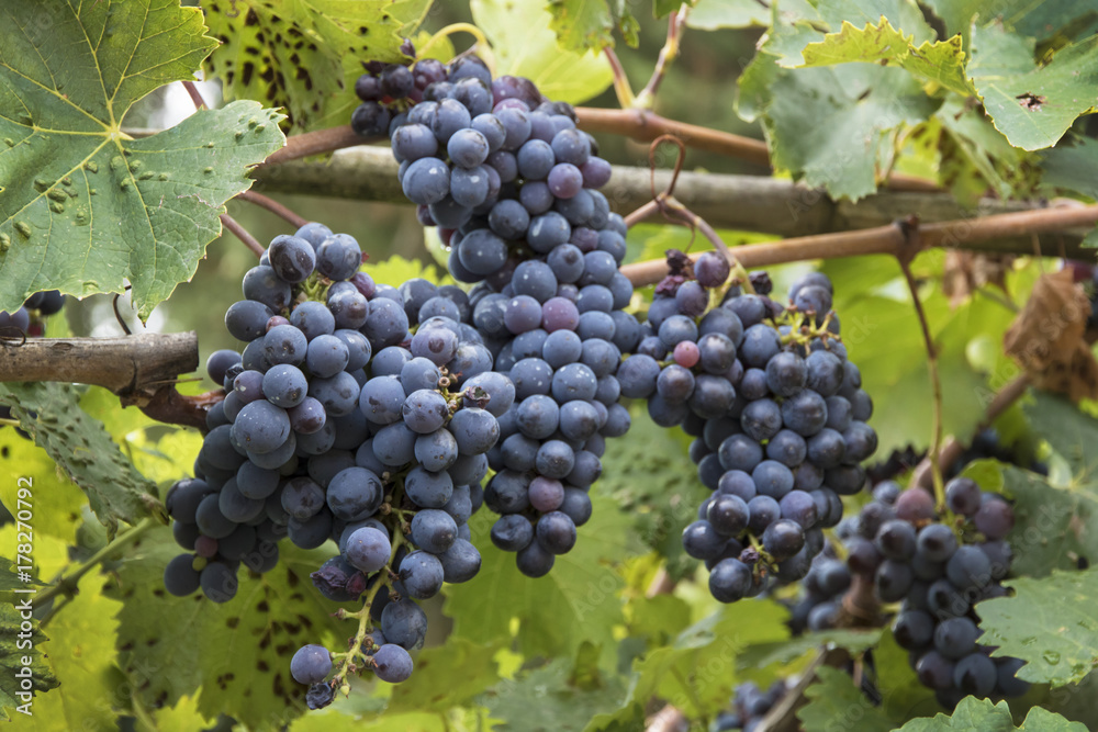 Lush grapes on vine, ready for harvesting in Impruneta, Italy