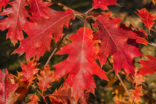 Autumn coloration of the northern red oak foliage.