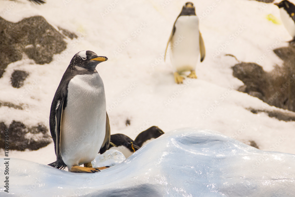 Fototapeta premium Pingúinos