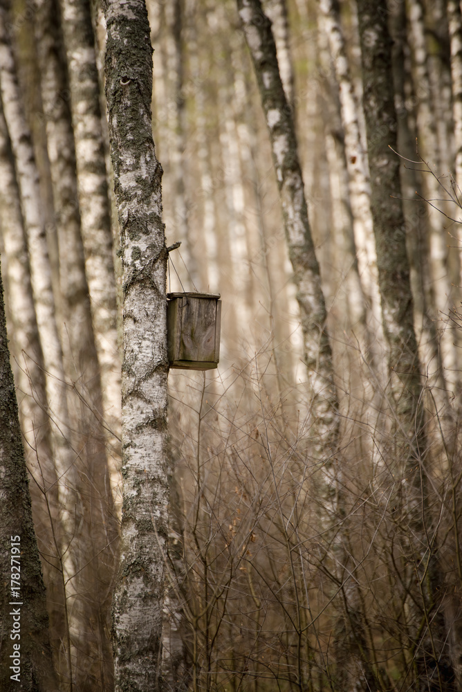 Fototapeta premium Spring birch forest with handmade wooden nesting box for birds hanging on a tree. Animal protection ecology concept with copy space