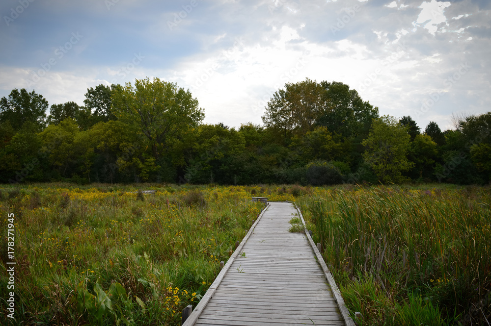 Boardwalk in the wetland