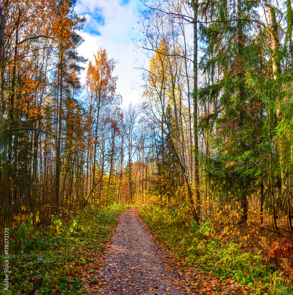 Obraz premium Golden autumn