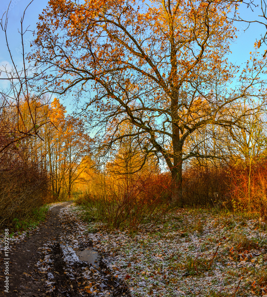 Golden autumn