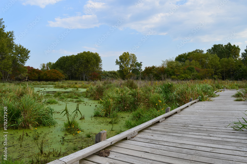 Boardwalk in the wetland Boardwalk in the wetland