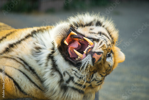 Fototapeta Naklejka Na Ścianę i Meble -  Tiger portret. Animal.