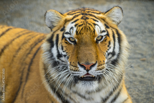 Fototapeta Naklejka Na Ścianę i Meble -  Tiger portret. Animal.