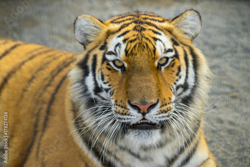 Fototapeta Naklejka Na Ścianę i Meble -  Tiger portret. Animal.