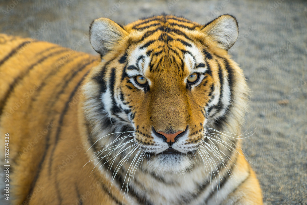 Obraz premium Tiger portret. Animal.