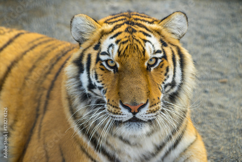 Fototapeta Naklejka Na Ścianę i Meble -  Tiger portret. Animal.