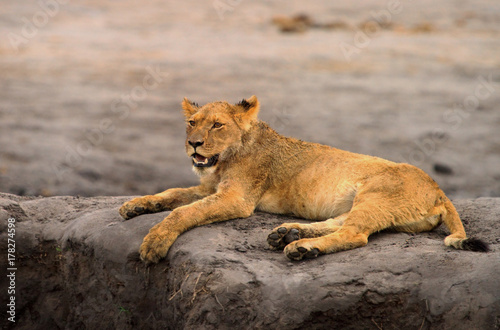 Young wet lion resting on  a sand bank in Hwange national park  Zimbabwe  Southern Africa