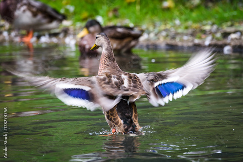 Wild duck stretching her wings