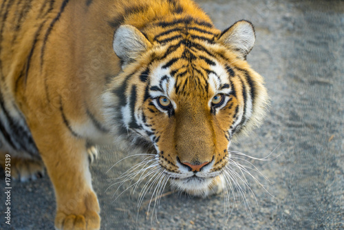 Fototapeta Naklejka Na Ścianę i Meble -  Tiger portret. Animal.