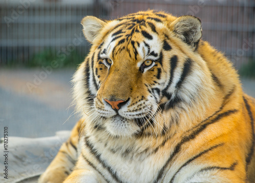 Fototapeta Naklejka Na Ścianę i Meble -  Tiger portret. Animal.