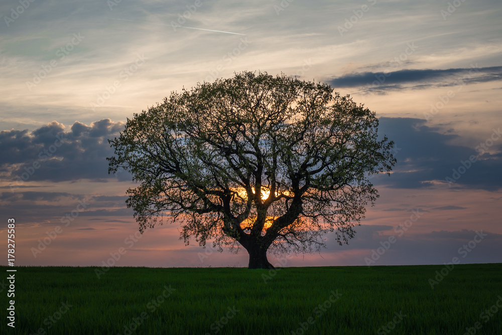 Obraz premium Tree at sunset