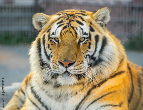 Fototapeta Naklejka Na Ścianę i Meble -  Tiger portret. Animal.