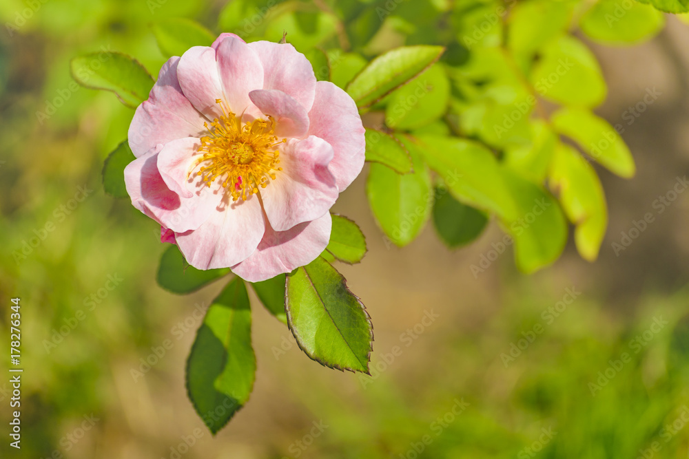 Obraz premium Light Pink Rose at Botanical Garden