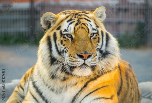 Fototapeta Naklejka Na Ścianę i Meble -  Tiger portret. Animal.
