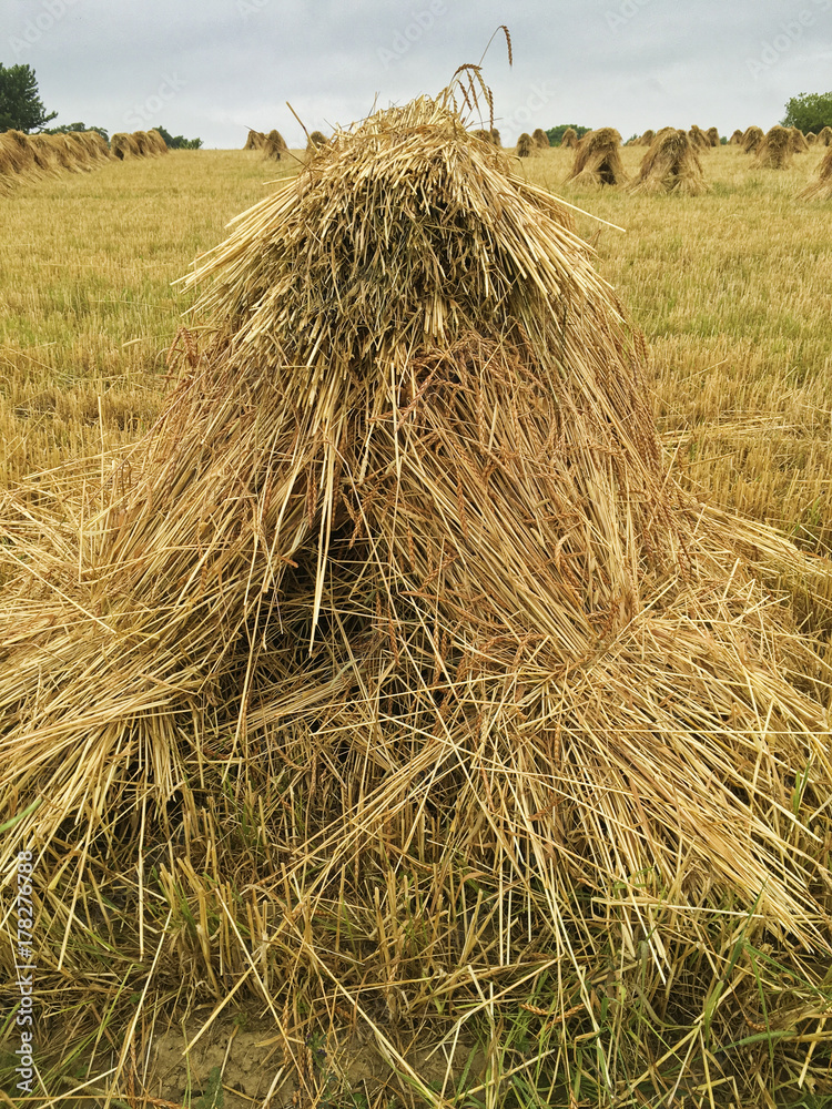 shock of bundled wheat in Ohio farm field shock of bundled wheat in Ohio farm field