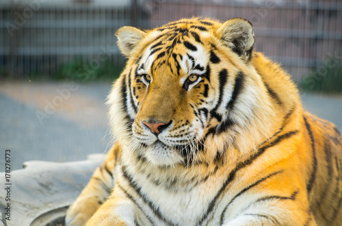 Fototapeta Naklejka Na Ścianę i Meble -  Tiger portret. Animal.