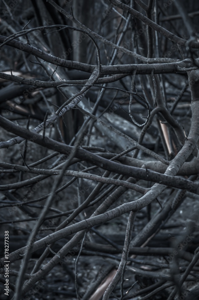 Burnt Landscape Burnt Landscape