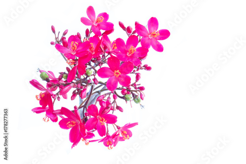 Jatropha integerrima flower, Peregrina or Spicy Jatropha, Flower on white background