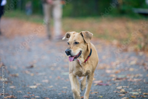 a dog at a walk