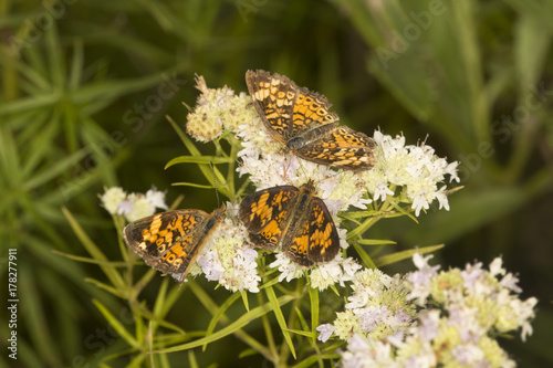 Group of spangled fritillary butterflies on mountain mint flowers, Connecticut. © duke2015