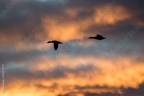 Mallards silhouetted against a beautiful sunset sky