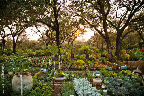 Outside Permaculture Garden Sunset
