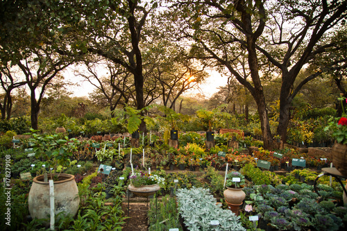 Outside Permaculture Garden Sunset photo