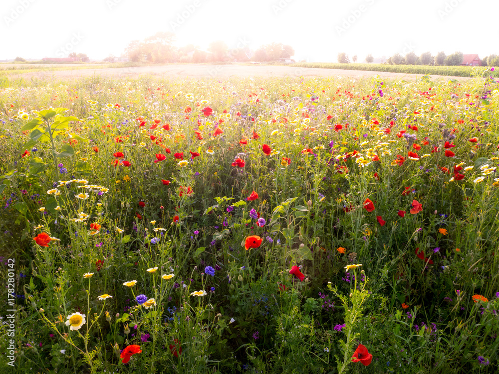 Bee meadow Bee meadow