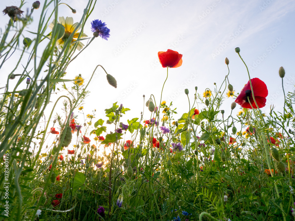 Naklejka premium Bee meadow