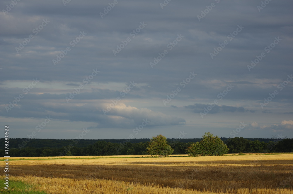 Collected field of grain in Germany