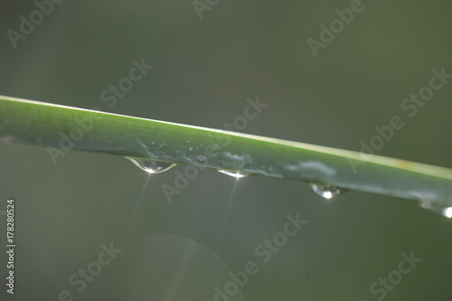 three water drops with rays of lights on green cane 