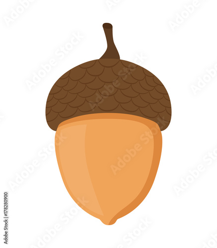 Acorn, oak nut, seed. Cartoon flat style. Vector illustration  photo