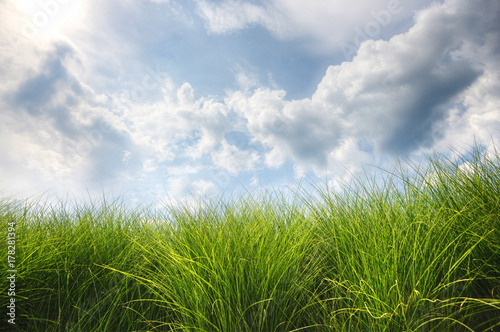 Scenic view of grassy field against cloudy sky photo