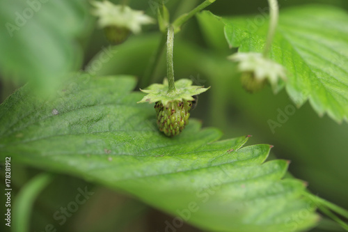 młoda zielona poziomka