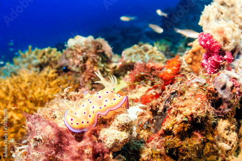 Colorful Nudibranch on a tropical coral reef