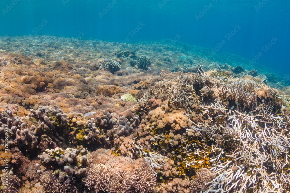Background of a healthy, colorful tropical coral reef