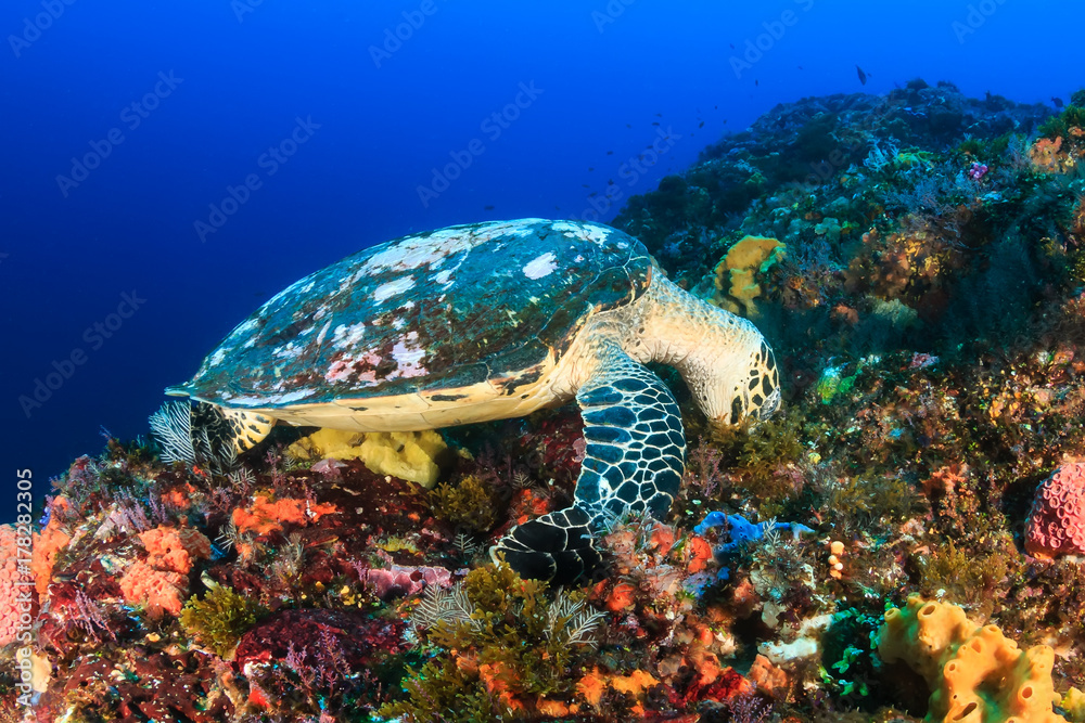 A Hawksbill Sea Turtle feeding on a deep, colorful tropical coral reef