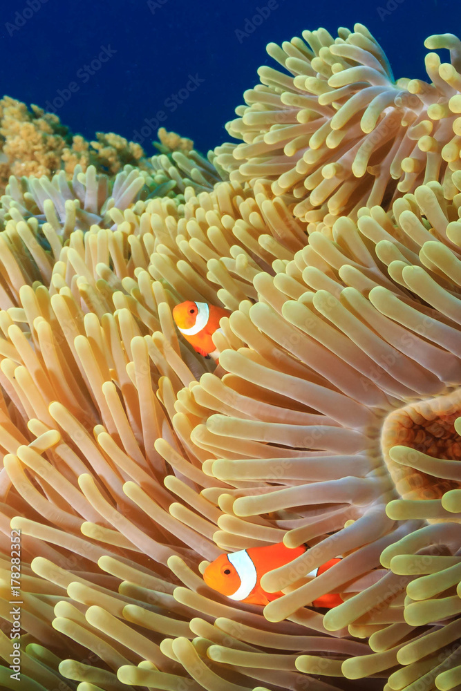 A family of colorful Clownfish in their home anemone on a tropical coral reef A family of colorful Clownfish in their home anemone on a tropical coral reef