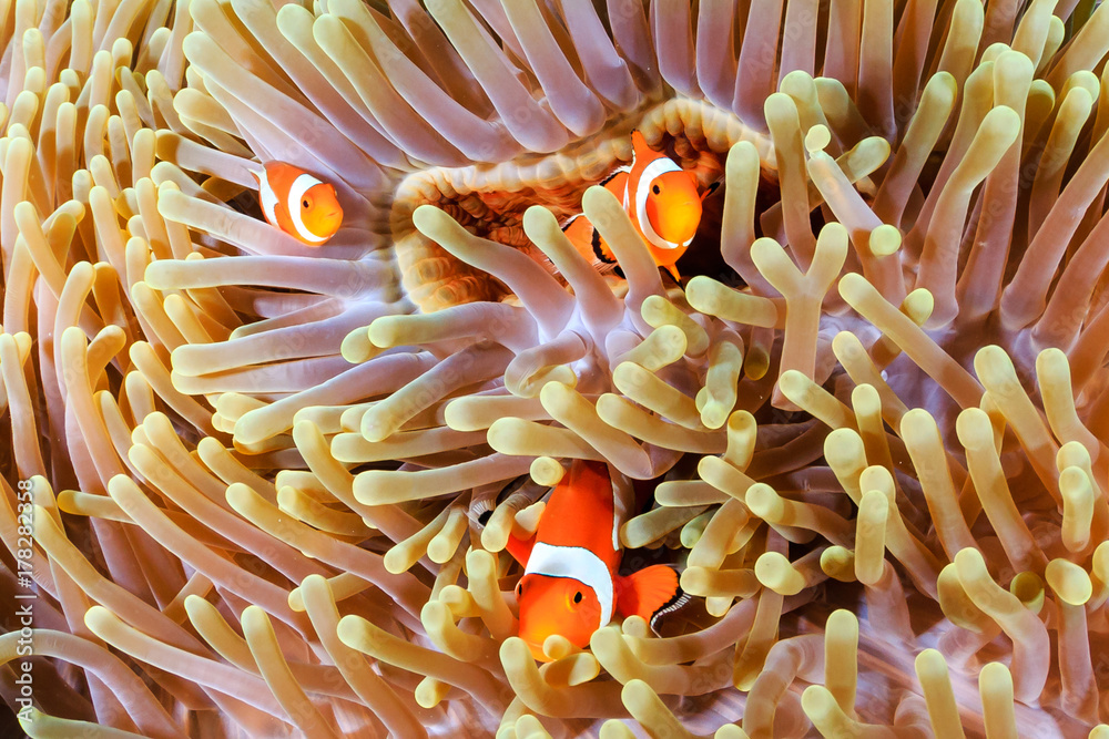 A family of colorful Clownfish in their home anemone on a tropical coral reef A family of colorful Clownfish in their home anemone on a tropical coral reef