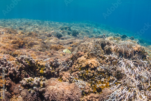 Background of a healthy, colorful tropical coral reef